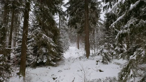 Drone flying through forrest while it´s snowing in the winter Stock Footage 146761229