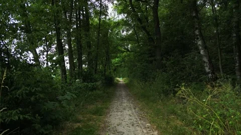 A drone flying through a green Dutch forest during summer Video stock 277486307