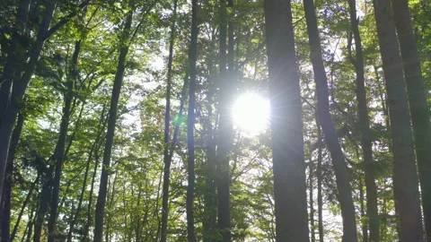 Drone flying through green forest with backlight Stock Footage 152344715