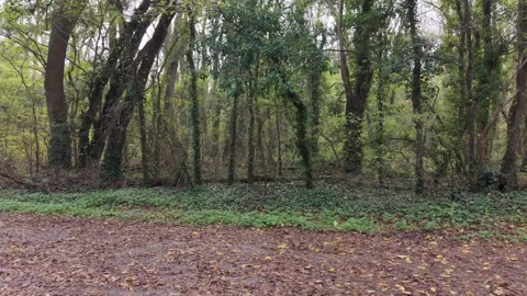 Drone flying through green forest with tall trees and ivy Stock Footage 320990319