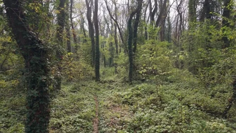 Drone flying through green forest trees in early springtime Stock Footage 321046863