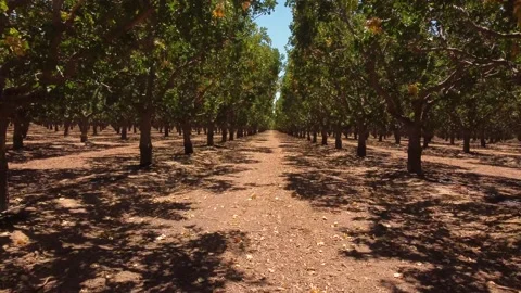 Drone Flying Through Growing Almond Orchard in Kern County California Stockbeeldmateriaal 221724924