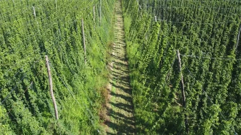 Drone Flying Through Hops Plantations Along a Central Pathway Stock Footage 282671853