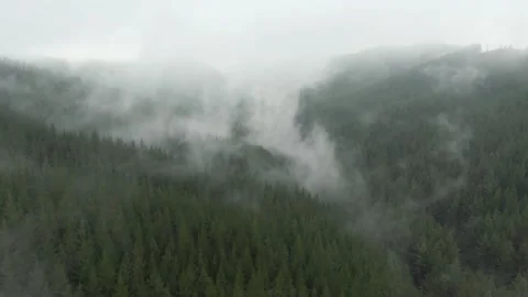 Drone flying through low cloud forest Video stock 133854804