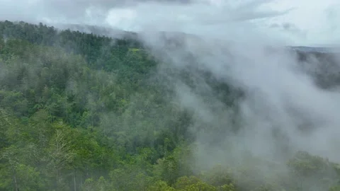 Drone flying through the mist over a stunning Queensland prehistoric rain Stock Footage 168291650