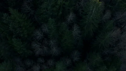 Drone flying through Oregon forest in the morning mist 2020 Stock Footage 145821907