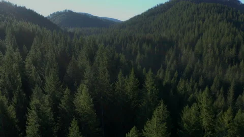 Drone flying through Oregon forest in the morning mist 2020 스톡 동영상 145822044