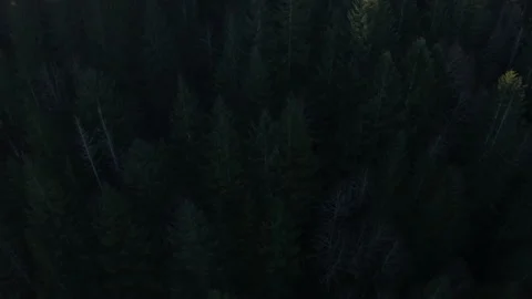 Drone flying through Oregon forest in the morning mist 2020 Stock Footage 145822160