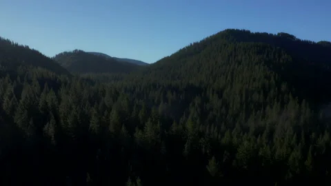 Drone flying through Oregon forest in the morning mist 2020 스톡 동영상 145822217