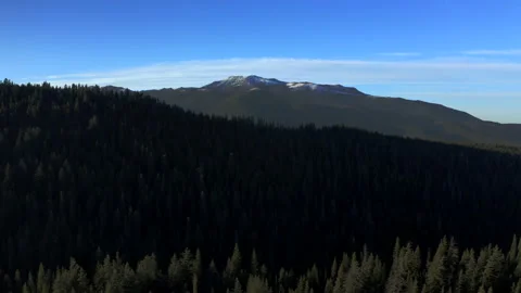 Drone flying through the Oregon green forest in the clear sunny day Stock Footage 145858729
