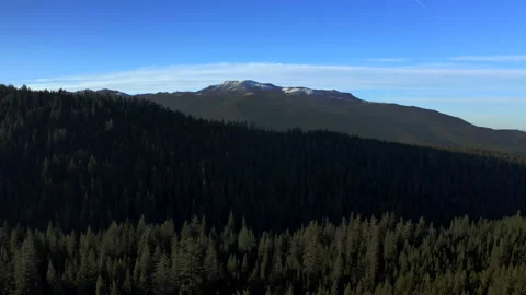 Drone flying through the Oregon green forest in the clear sunny day Stock Footage 145858740