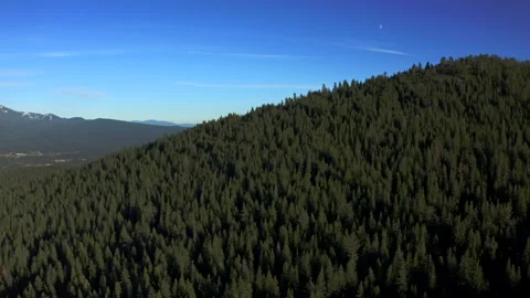 Drone flying through the Oregon green forest in the clear sunny day Stock Footage 145858743