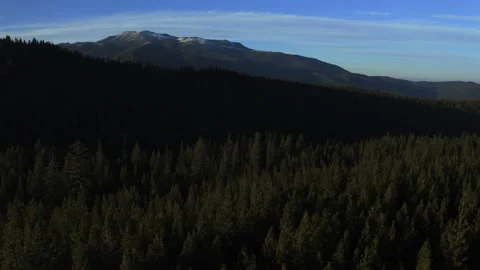 Drone flying through the Oregon green forest in the clear sunny day Stock Footage 145858815
