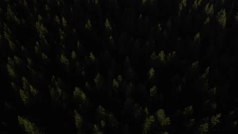Drone flying through the Oregon green forest in the clear sunny day Stock Footage 145858838