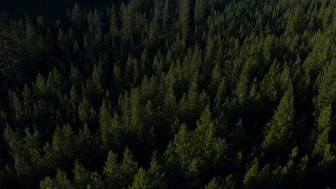 Drone flying through the Oregon green forest in the clear sunny day Stock Footage 145858865