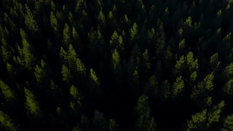 Drone flying through the Oregon green forest in the clear sunny day Stock Footage 145858869