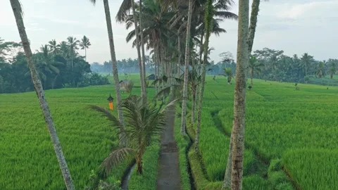Drone flying through palm tree alley in bali rice fields Stock Footage 328912702