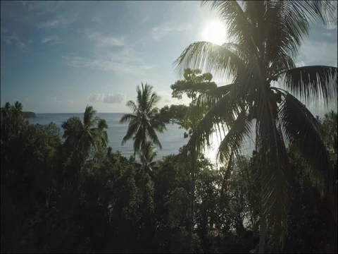 Drone flying through palm trees and reaching the ocean. Solomon Islands 库存影片 83564099