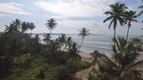 Drone Flying Through Palm Trees And Reaching The Ocean. Video stock 127968513