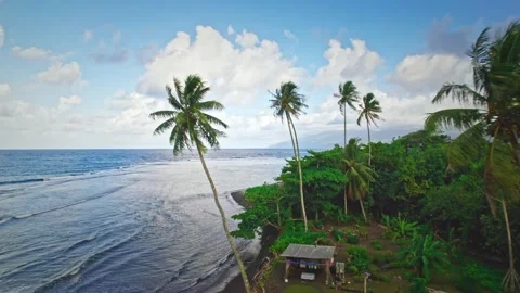 Drone flying through palm trees revealing ocean, beach and volcanic island Stock Footage 167212332