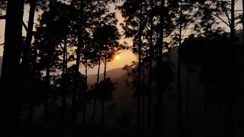 Drone flying through the pine forest Stock Footage 124424049