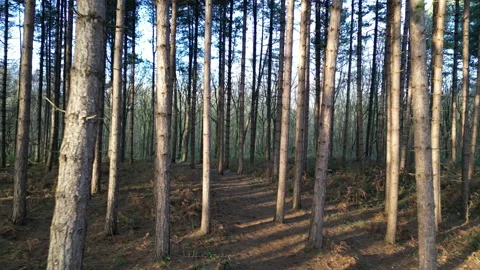 DRONE FLYING THROUGH PINE TREES Stock Footage 231182946