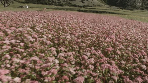 Drone flying through a pink flower field Stock Footage
