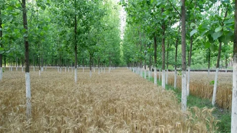 Drone flying through poplar trees over wheat farmland at eye level 스톡 동영상 333207693