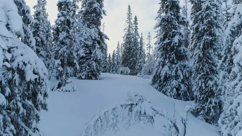 Drone flying through snowy pine forest Stock Footage 166086473