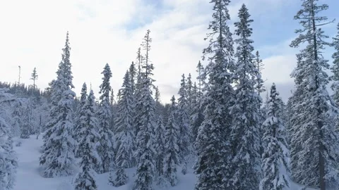 Drone flying through snowy pine forest Stock Footage 204721590