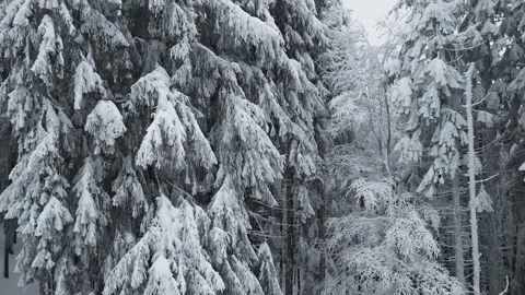 Drone flying through a snowy spruce forest in winter Stock Footage 232722736