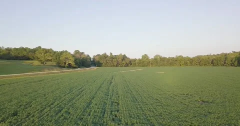 Drone Flying Through Soybean Field at Sunset in the Midwest, United States Video stock 138684324