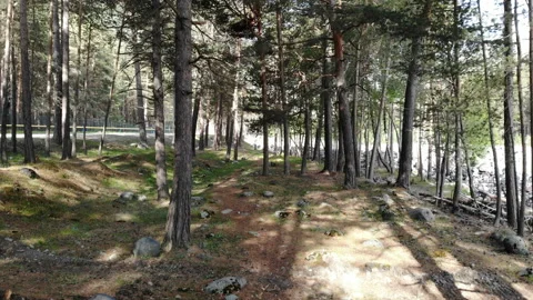 Drone flying through summer pine forest in mountains near the river Stock Footage 130889276