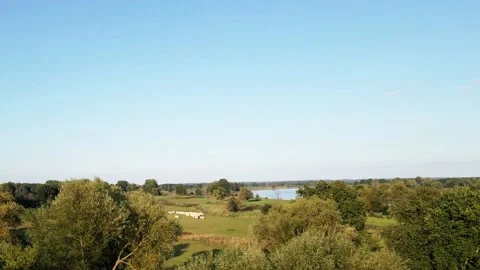 Drone flying through tree tops over swampy meadows with river Oder during day Stock Footage 161075258