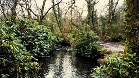 Drone Flying through trees and over stream Stock Footage 73559876