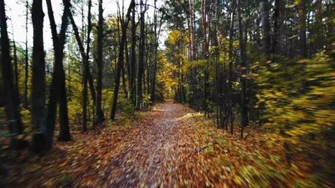Drone Flying Through the Trees in Autumn Forest at Sunset Video stock 330027247