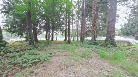 Drone Flying Through Trees in a City Park (Color Graded) Stock Footage 252222108