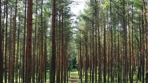 Drone flying through the trees, evergreen coniferous forest. Fly back.  Stock Footage 133349423