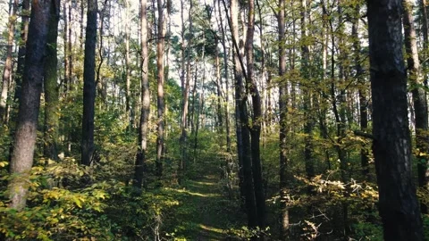 Drone Flying Through the Trees in the Forest Stock Footage 345138842