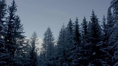 Drone flying up through the trees full of snow discovering the alps full of  Stock Footage 145699923
