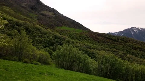 Drone flying through the trees on a green mountainside Stock Footage 155213756