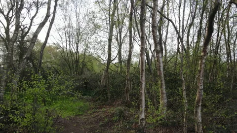 Drone Flying Up Through Trees To Reveal Horizon 2,  4K 動画素材 219109783