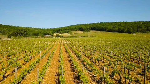 Drone flying through vineyards in Beaune, France 스톡 동영상 101649737