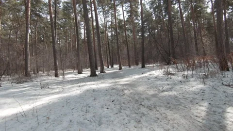 Drone flying through the winter forest. Footage. Winter day aerobatics through Stock-Footage 224932691