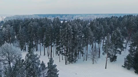 Drone Flying Through Winter Pine Forest, Dole Island, Salaspils, Latvia Stock Footage 340820888