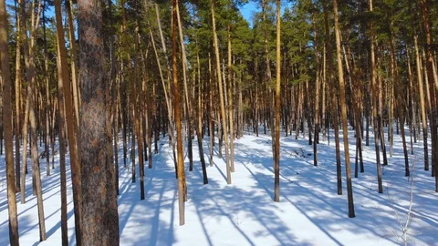 Drone flying through the winter sunny pine tree forest. Stock Footage 88078793