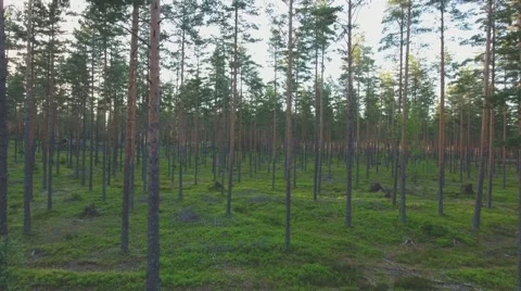 Drone flying thru pine forest in sunset in Salo Finland Stock Footage 64553860