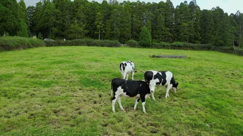 Drone Flying Toward Grazing Cows on Green Pasture in the Azores Stock Footage 335889140
