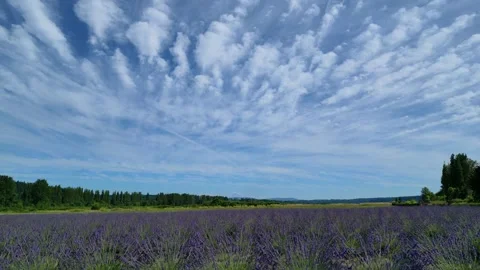 Drone Flying Toward Mt. Rainier From a Lavender Field  Stock Footage 249116108