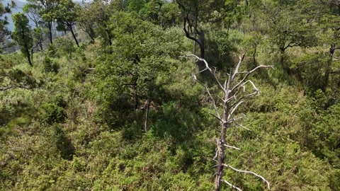 Drone flying toward pine hills in Chu Yang Sin with lone dead tree 動画素材 337337049